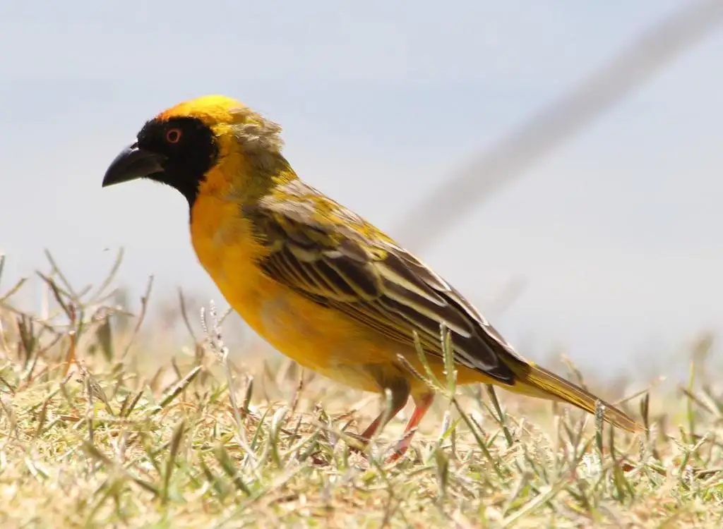 黑额织雀(Ploceus velatus)