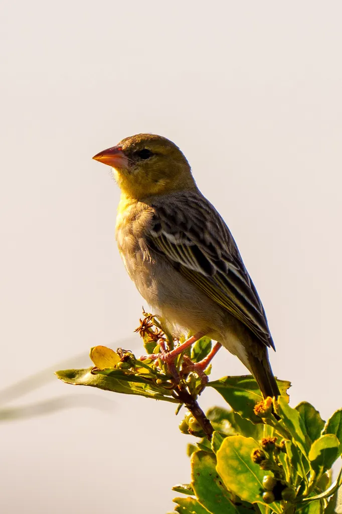 黑额织雀(Ploceus velatus)