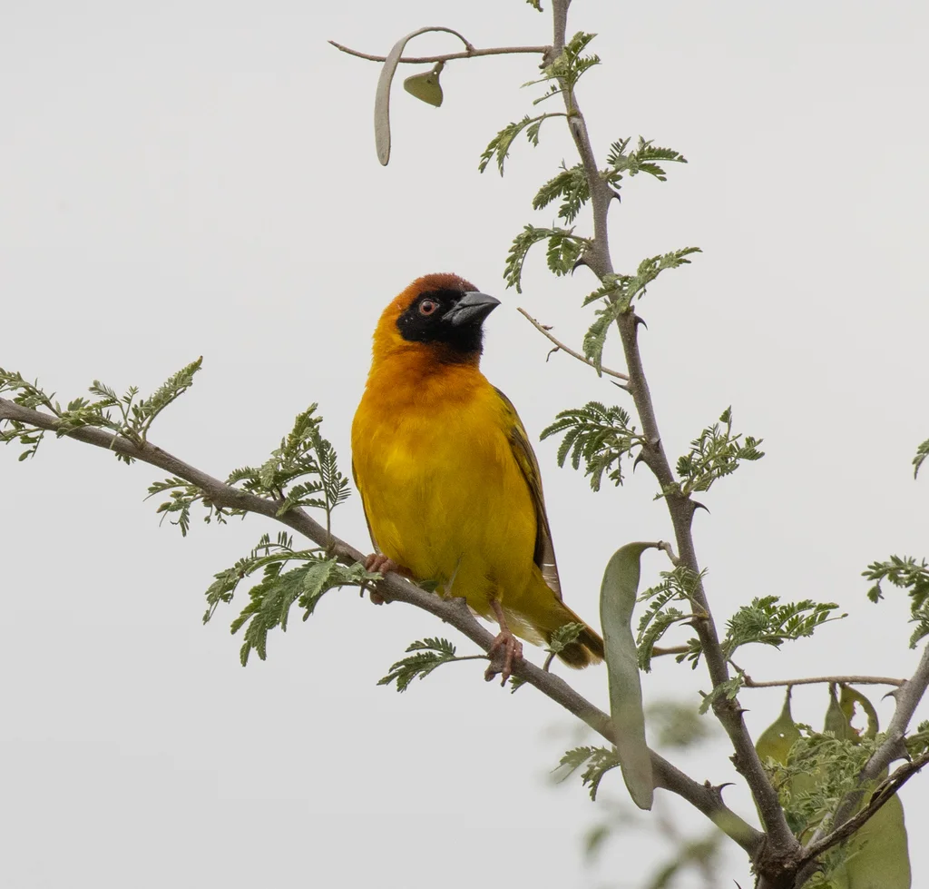 赤道黑额织雀(Ploceus vitellinus)