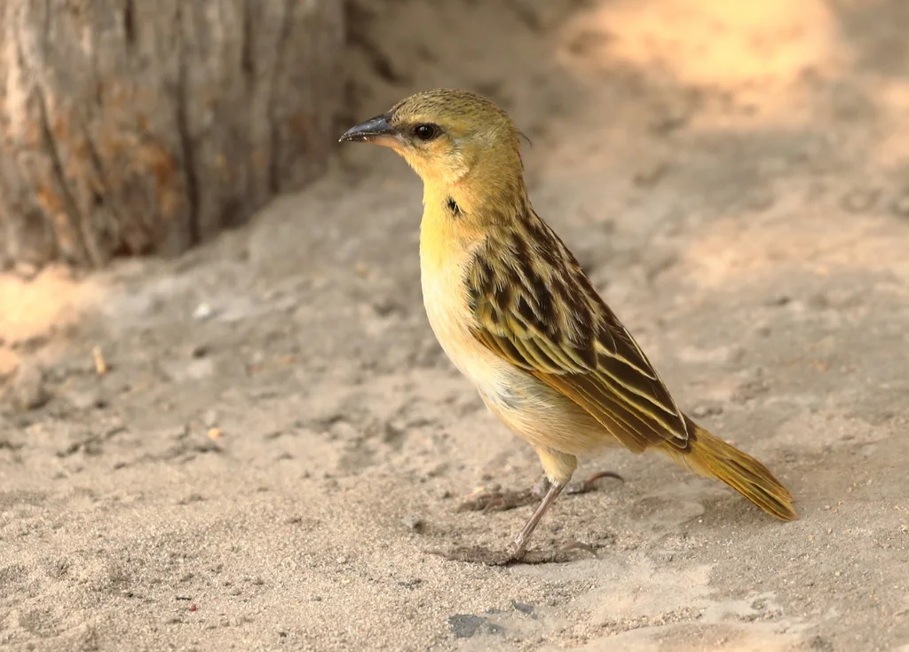褐喉金织雀(Ploceus xanthopterus)