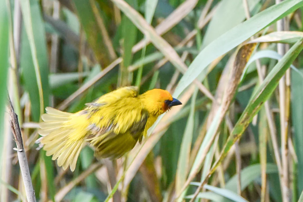 褐喉金织雀(Ploceus xanthopterus)