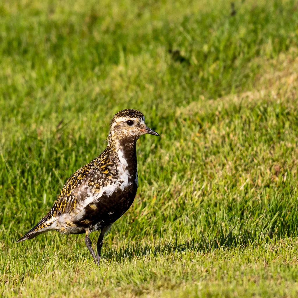 欧金鸻(Pluvialis apricaria)