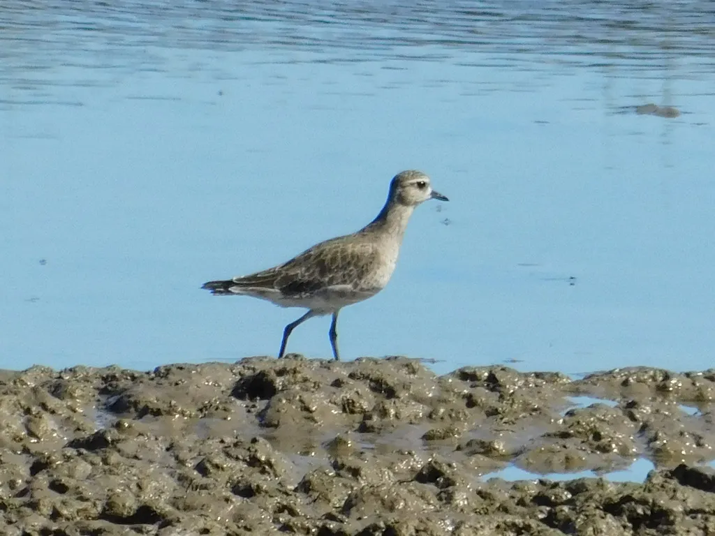 美洲金鸻(Pluvialis dominica)