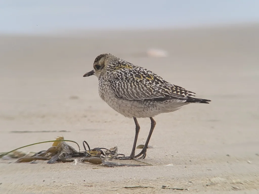 金斑鸻（Pluvialis fulva）