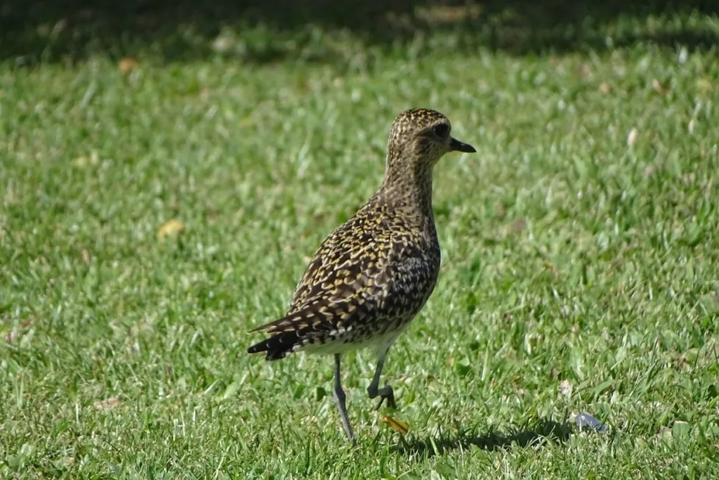 金斑鸻（Pluvialis fulva）