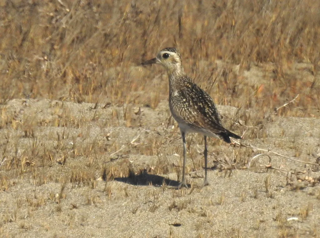 金斑鸻（Pluvialis fulva）