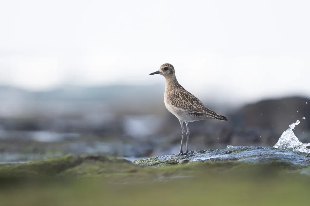 金斑鸻（Pluvialis fulva）