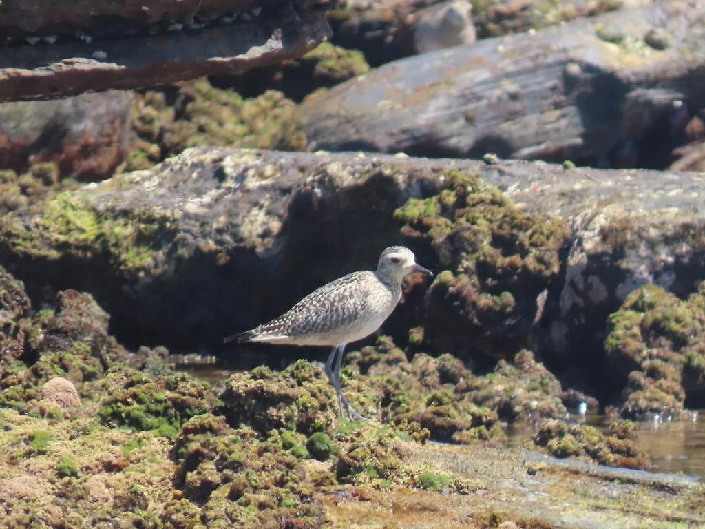 金斑鸻（Pluvialis fulva）