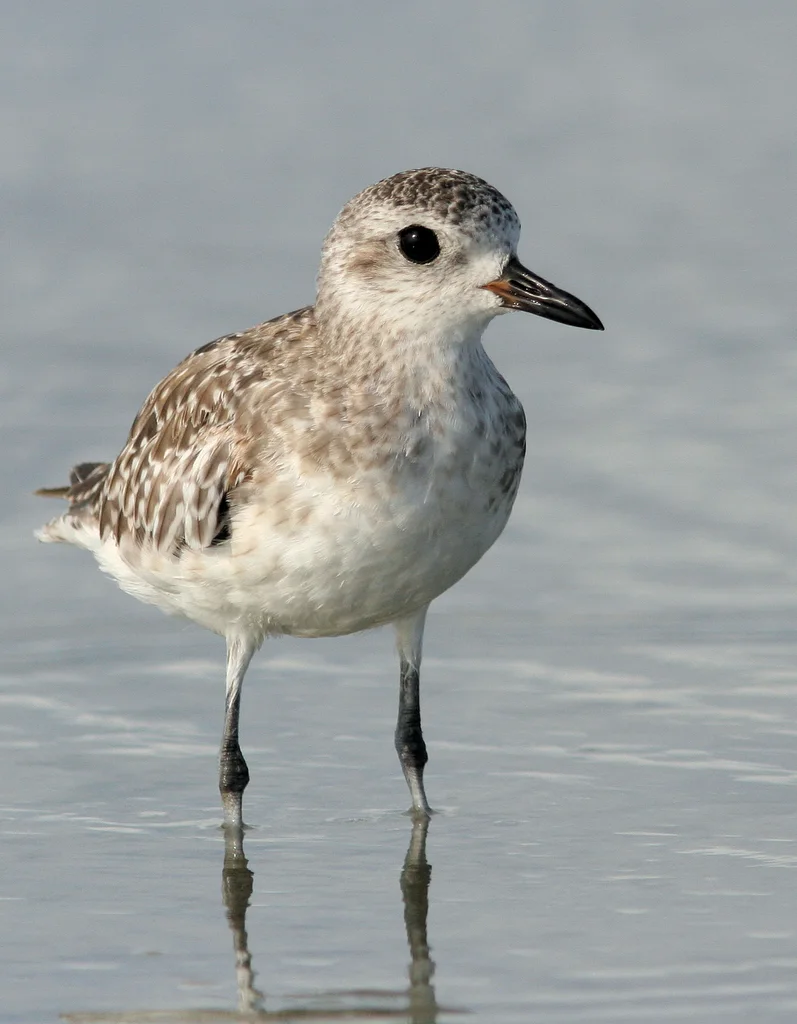 灰斑鸻(Pluvialis squatarola)