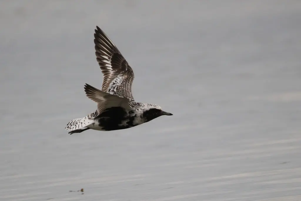 灰斑鸻(Pluvialis squatarola)