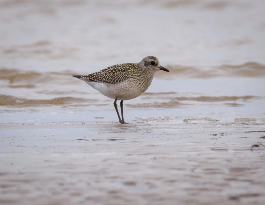 灰斑鸻(Pluvialis squatarola)