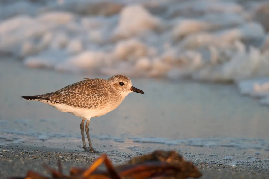 灰斑鸻(Pluvialis squatarola)