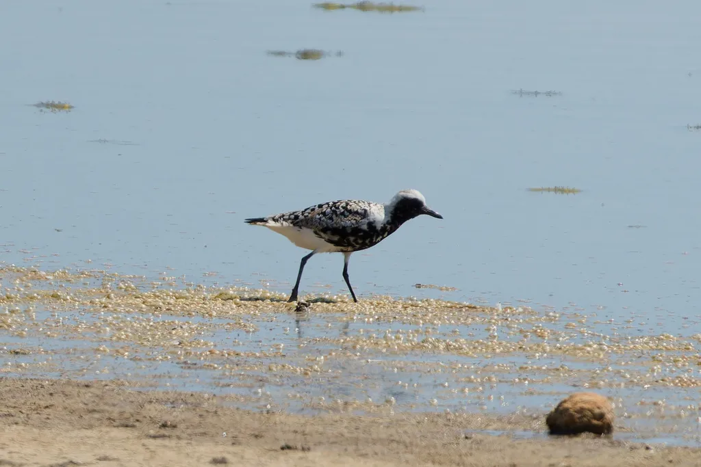 灰斑鸻（Pluvialis squatarola）