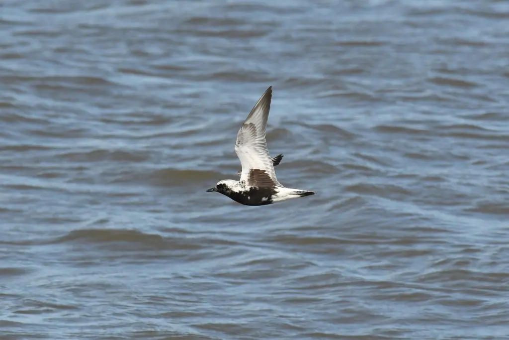 灰斑鸻（Pluvialis squatarola）