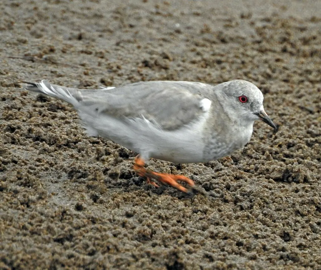 短腿鸻(Pluvianellus socialis)