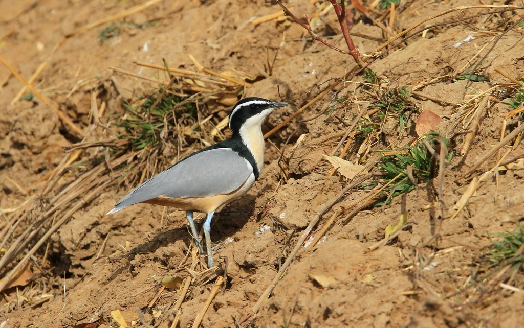 蓝腿燕鸻(Pluvianus aegyptius)