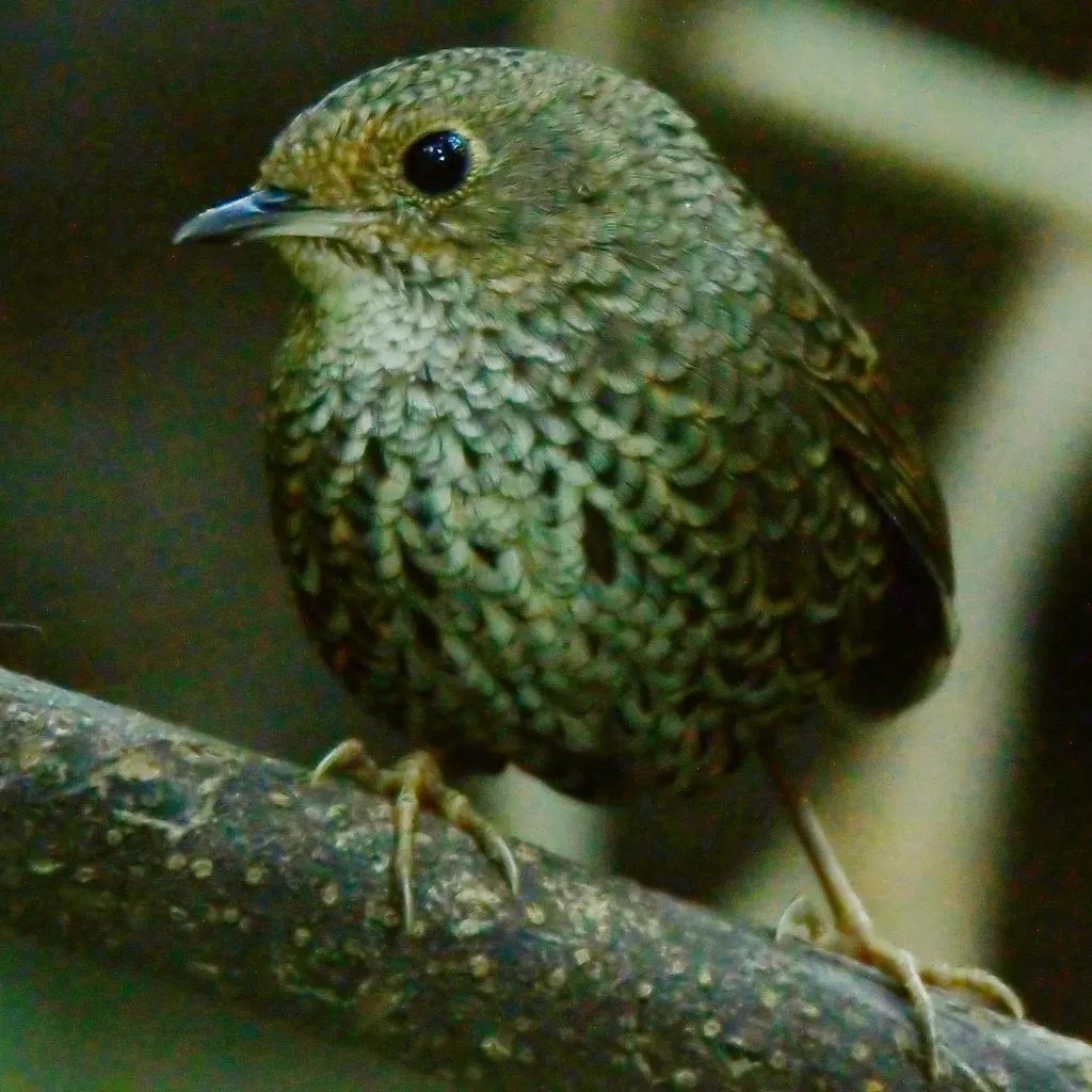 尼泊尔鹪鹛(Pnoepyga immaculata)