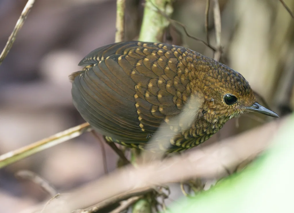 小鳞胸鹪鹛(Pnoepyga pusilla)
