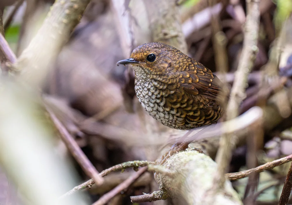 小鳞胸鹪鹛(Pnoepyga pusilla)