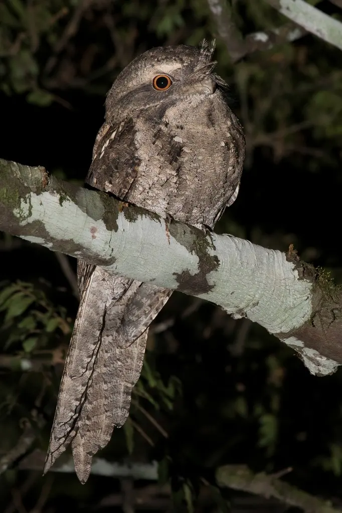 云斑蛙口夜鹰（Podargus ocellatus）