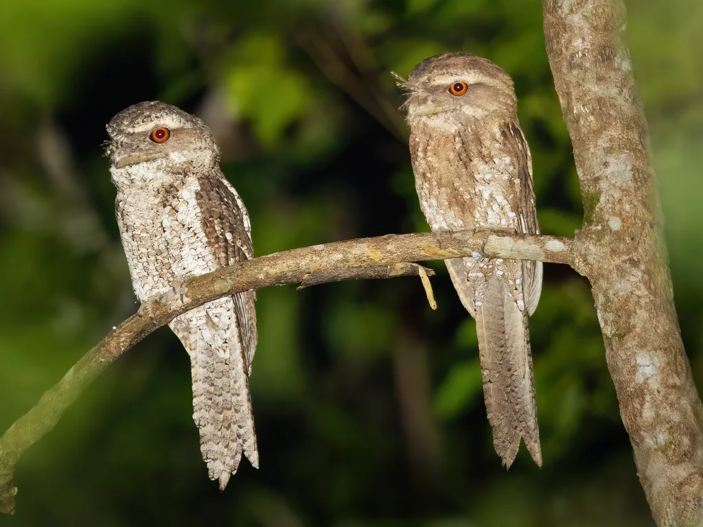 云斑蛙口夜鹰（Podargus ocellatus）