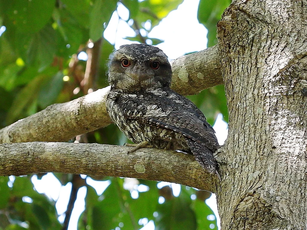 巴布亚蛙口夜鹰(Podargus papuensis)