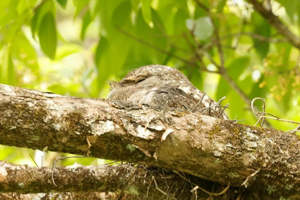 巴布亚蛙口夜鹰(Podargus papuensis)