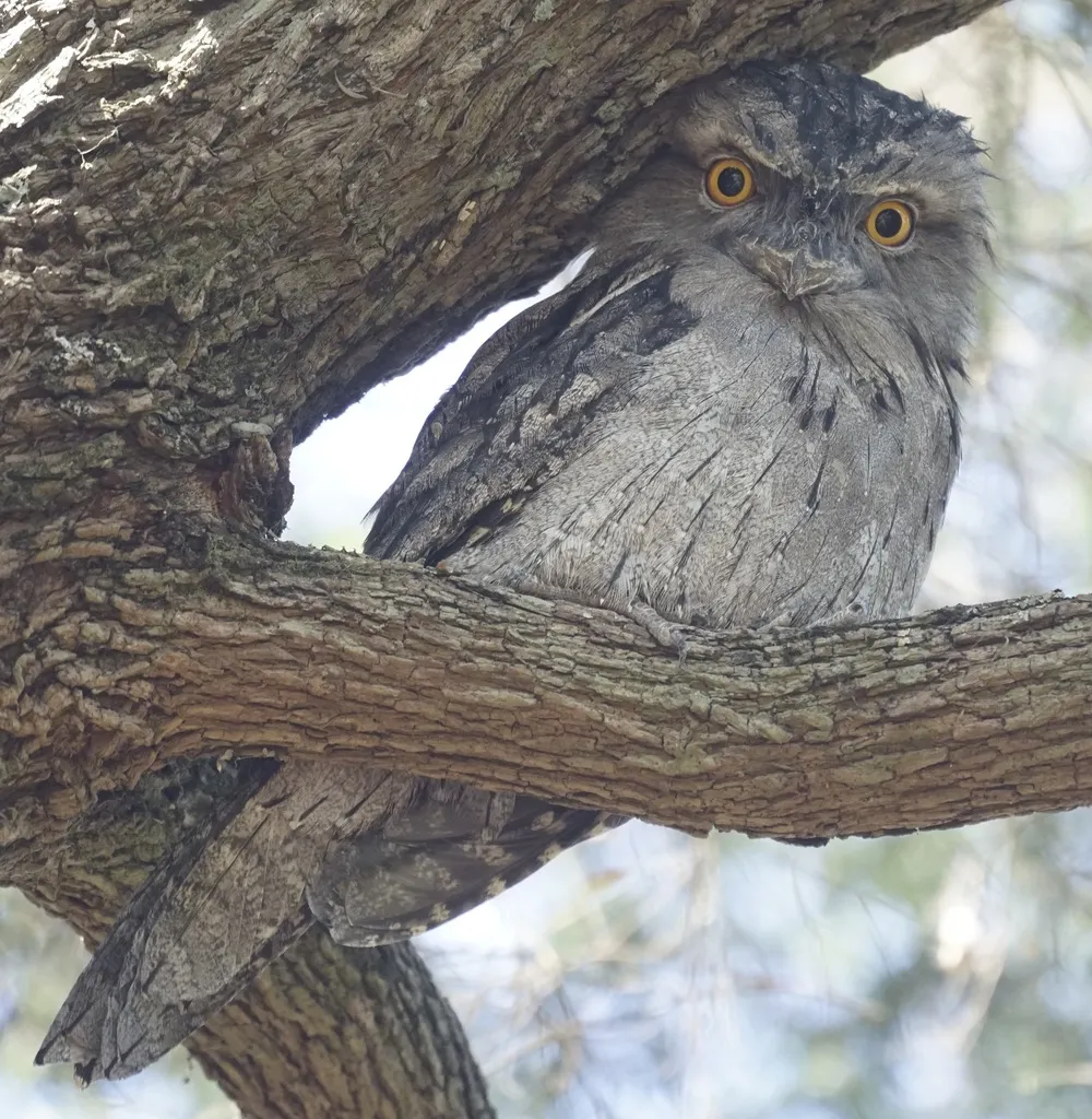 茶色蛙口夜鹰(Podargus strigoides)
