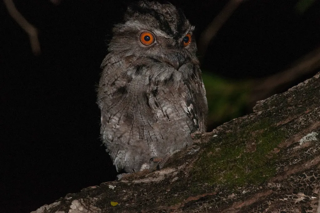 茶色蛙口夜鹰(Podargus strigoides)