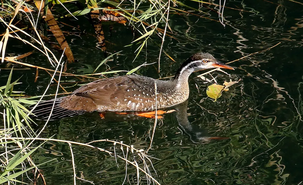 非洲鳍趾䴘(Podica senegalensis)