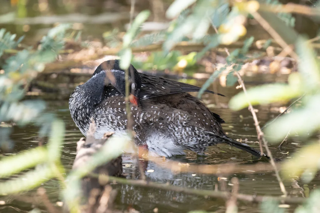 非洲鳍趾䴘(Podica senegalensis)
