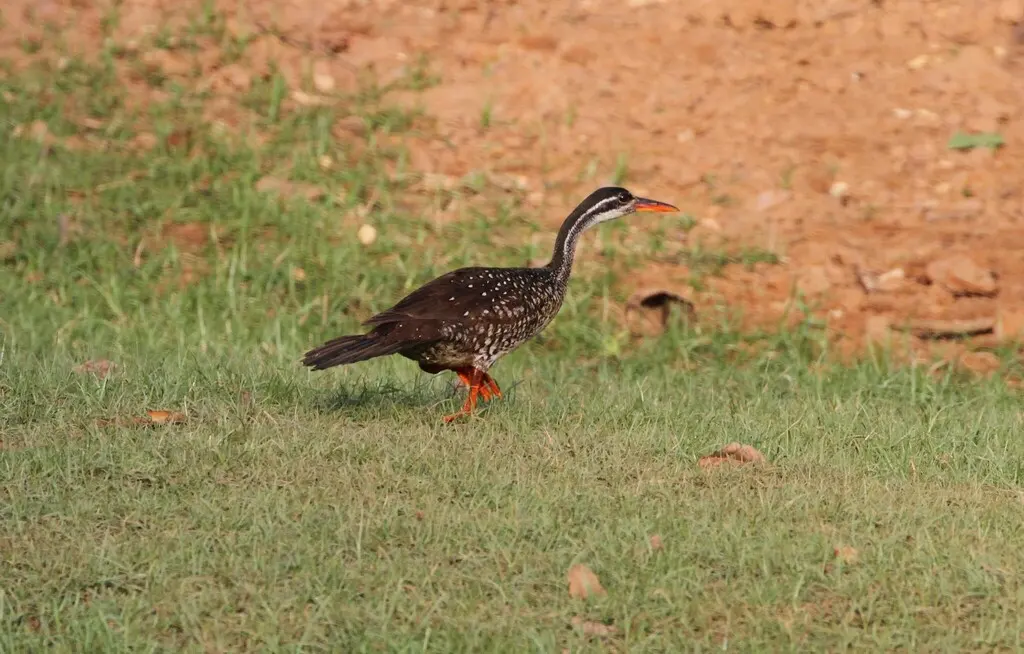 非洲鳍趾䴘(Podica senegalensis)