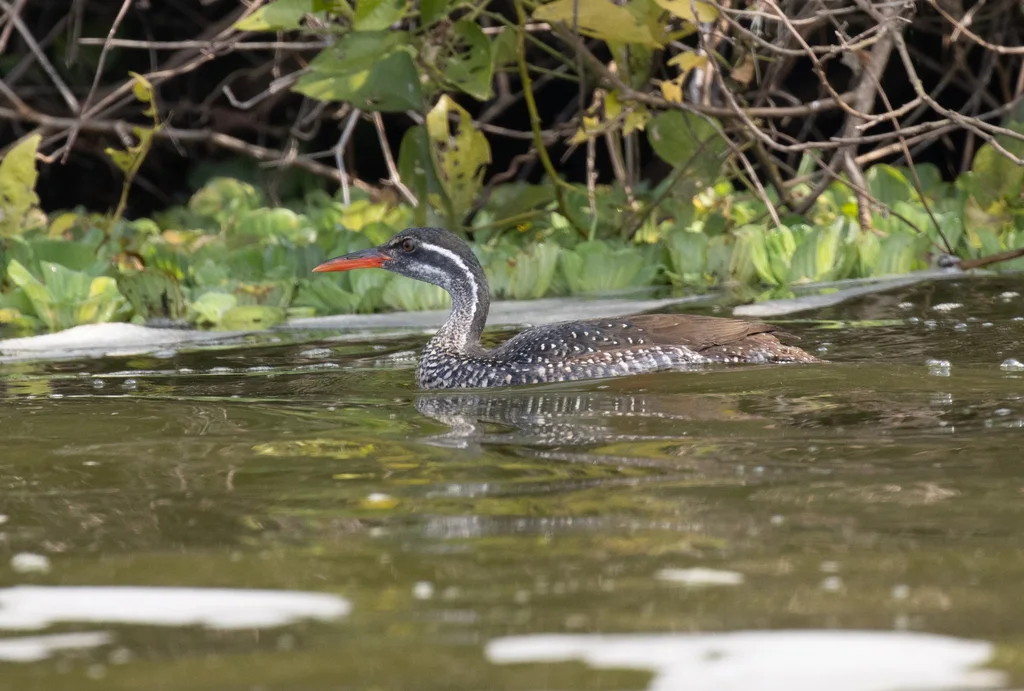 非洲鳍趾䴘(Podica senegalensis)