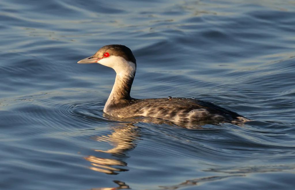 角䴙䴘(Podiceps auritus)
