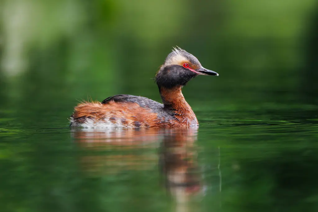 角䴙䴘(Podiceps auritus)