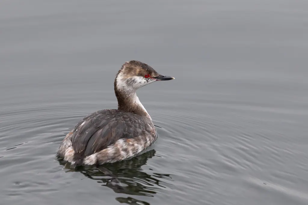 角䴙䴘(Podiceps auritus)