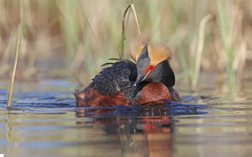 角䴙䴘(Podiceps auritus)