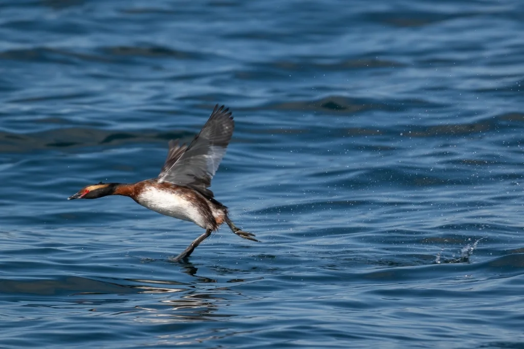 角䴙䴘(Podiceps auritus)