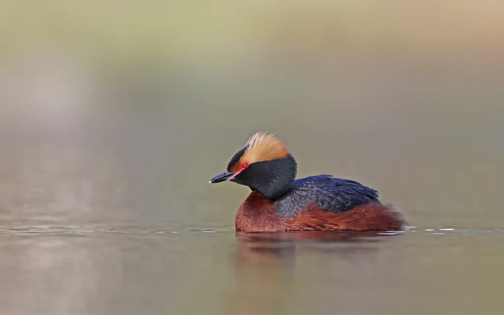 角䴙䴘(Podiceps auritus)