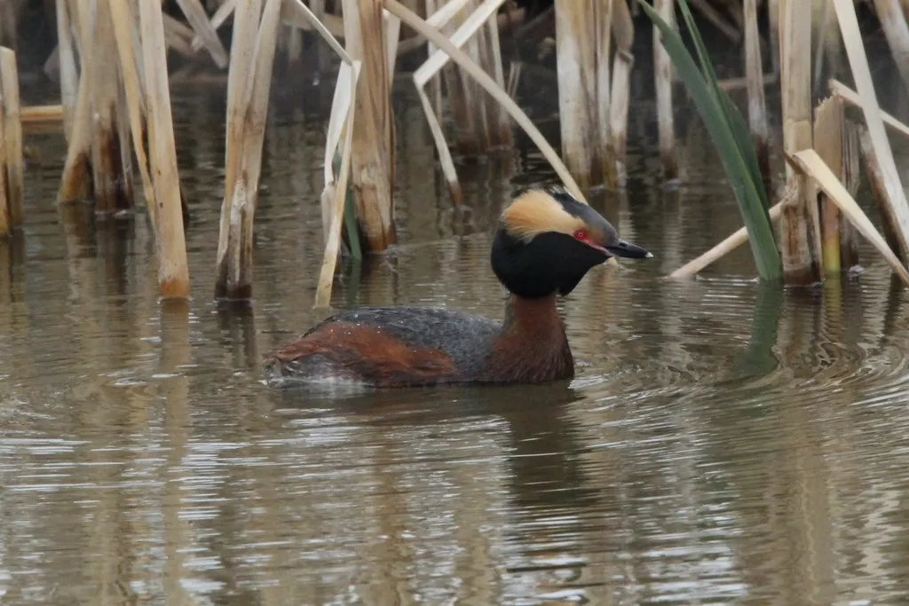 角䴙䴘(Podiceps auritus)
