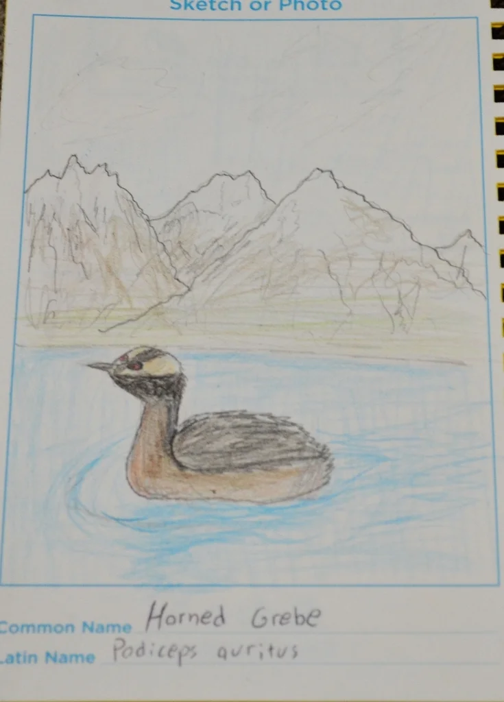 角䴙䴘(Podiceps auritus)