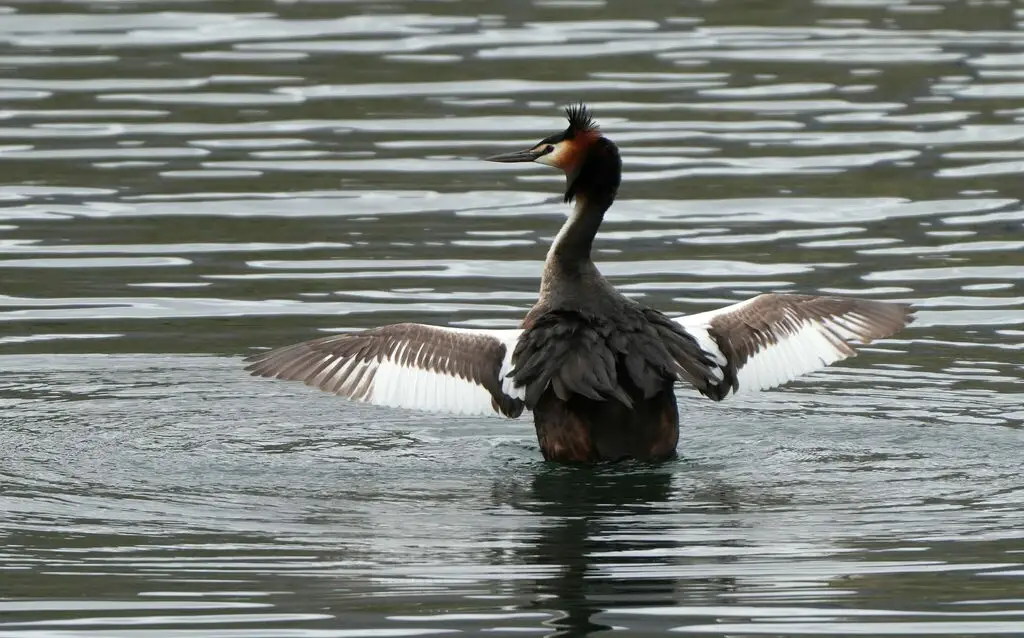 凤头䴙䴘(Podiceps cristatus)