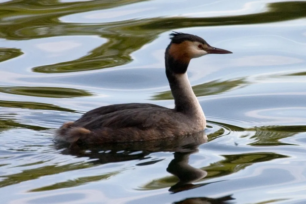 凤头䴙䴘(Podiceps cristatus)