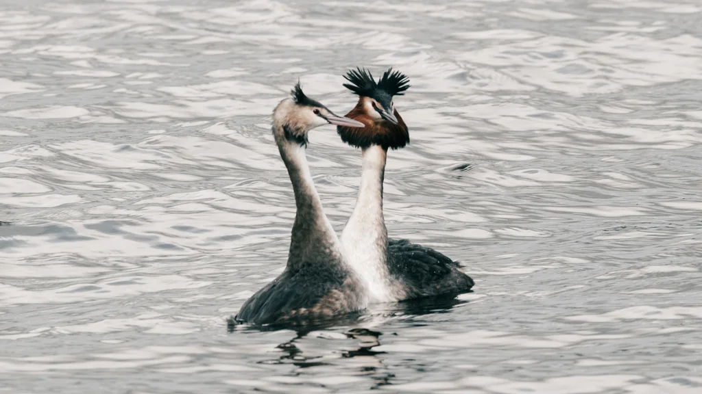 凤头䴙䴘(Podiceps cristatus)