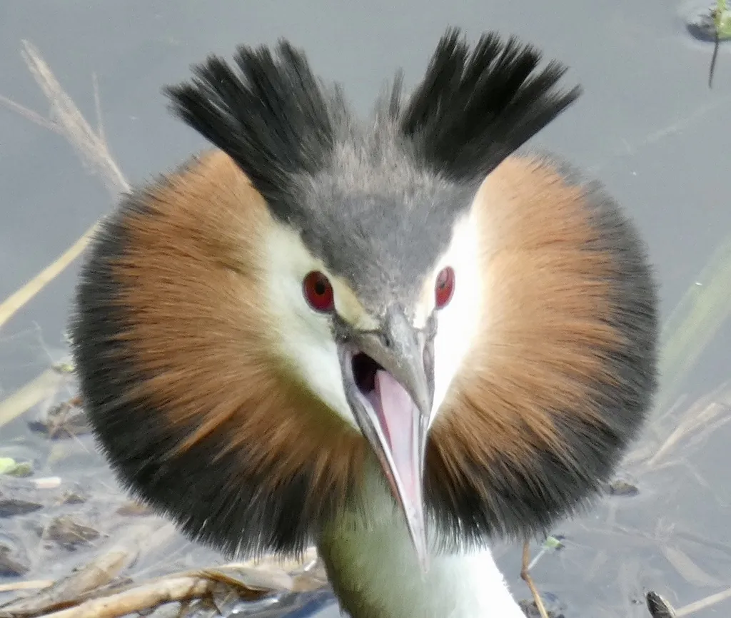 凤头䴙䴘(Podiceps cristatus)