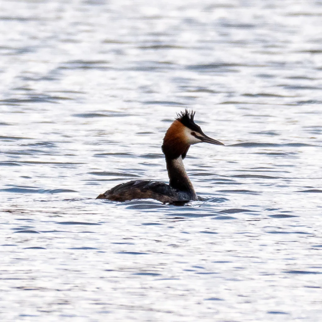 凤头䴙䴘(Podiceps cristatus)