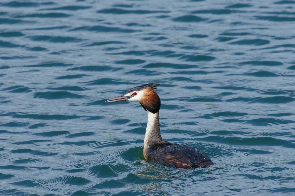 凤头䴙䴘(Podiceps cristatus)