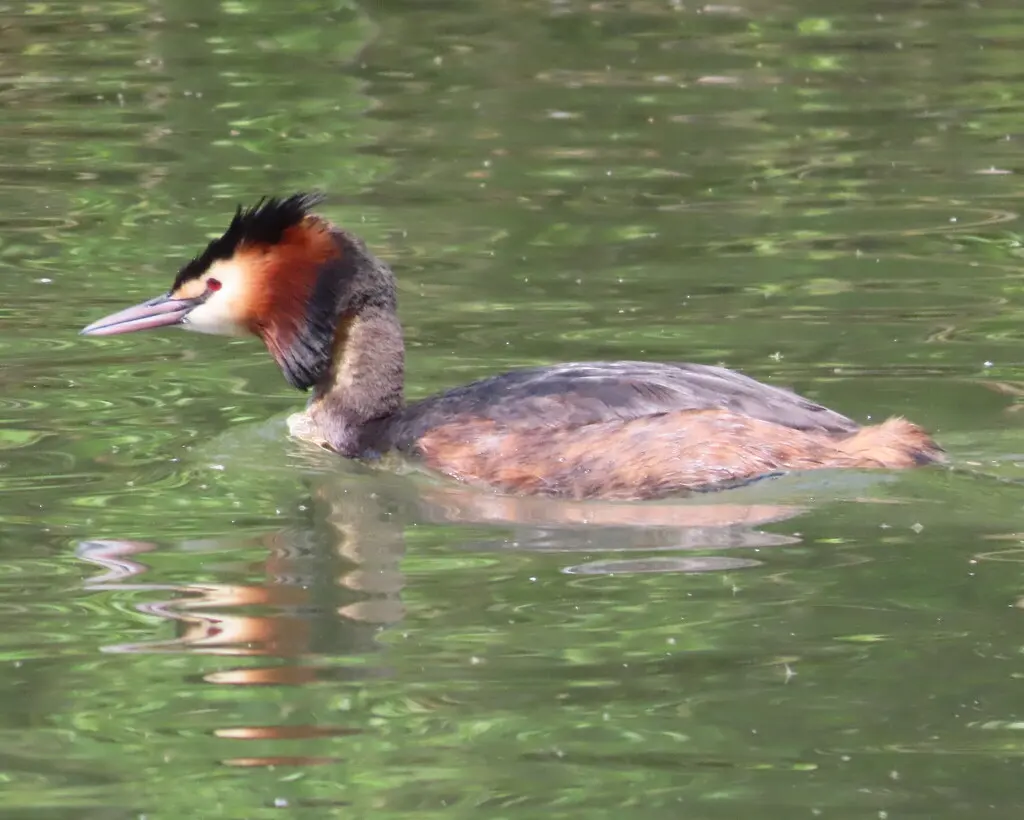 凤头䴙䴘(Podiceps cristatus)