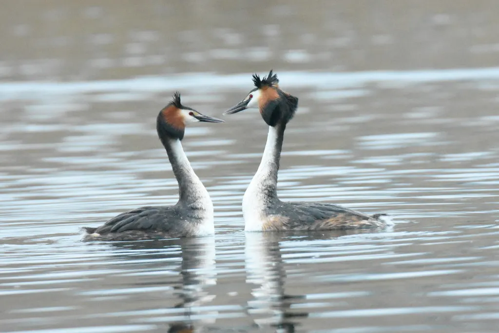 凤头䴙䴘(Podiceps cristatus)