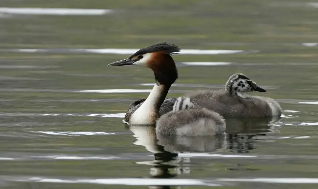 凤头䴙䴘(Podiceps cristatus)